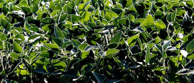 Cover crop options for soybeans in Wisconsin
