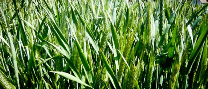 Triticale