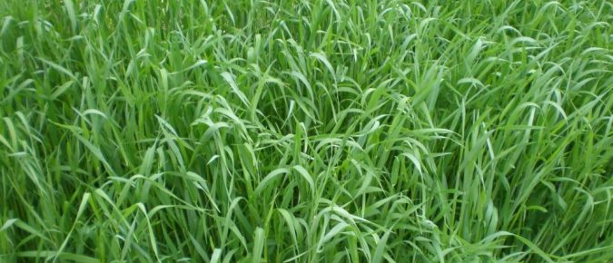 Planting Methods for Cover Crops