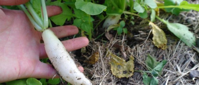 Radish (Tillage, Groundhog, Nitro, oilseed or forage radish)