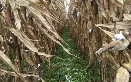 cover crops are shown growing between rows of corn in a field