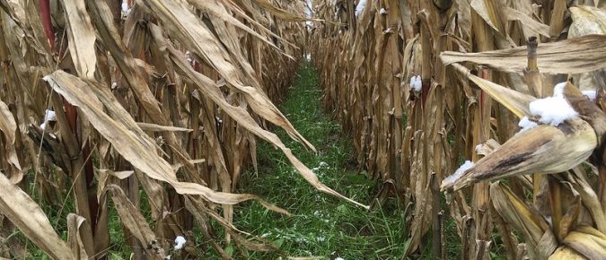 Why cover crops?