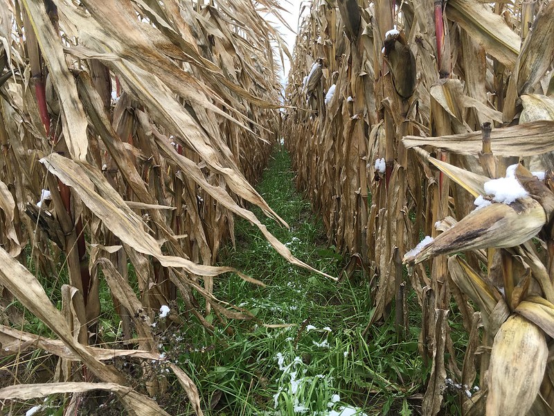 cover crops are shown growing between rows of corn in a field