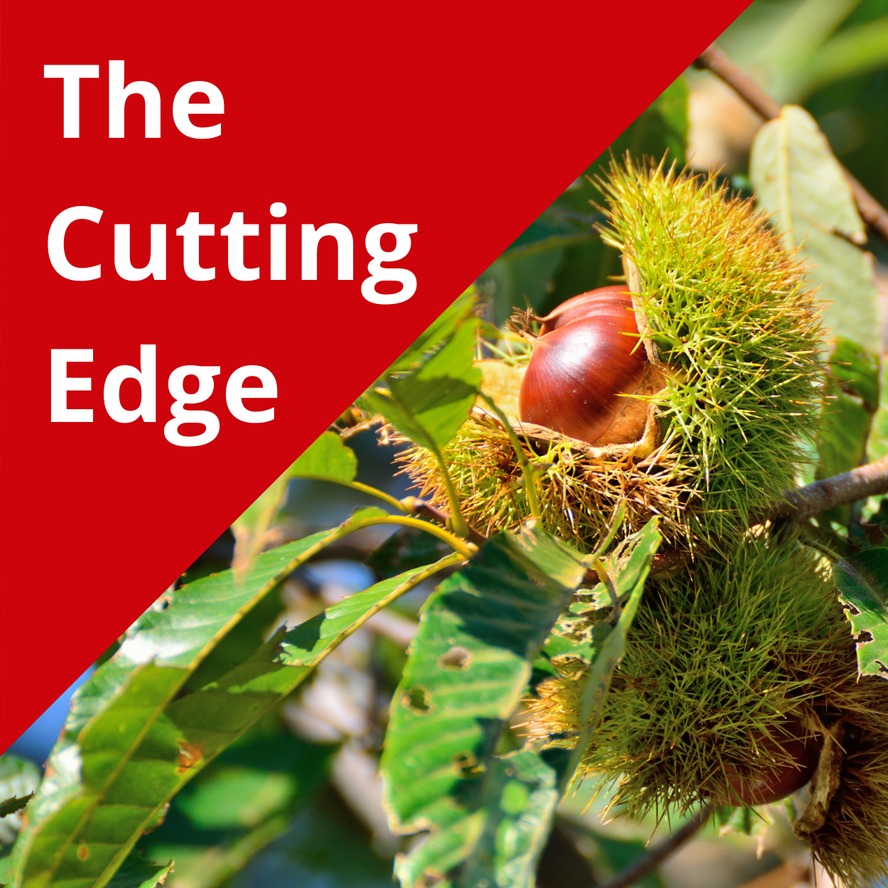 The Cutting Edge Podcast Episode 12: Chestnuts Part 2-Production ...