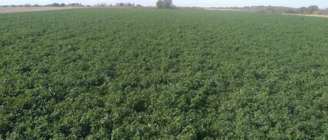 Weighing the Risk of Fall Alfalfa Harvest – Balancing Forage Production and Potential Stand Longevity