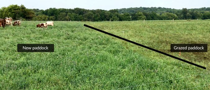 Meeting the needs of the animal and forage plant through grazing management