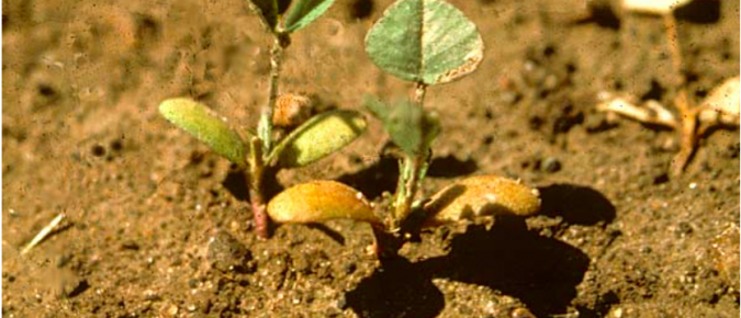 Aphanomyces Root Rot of Alfalfa