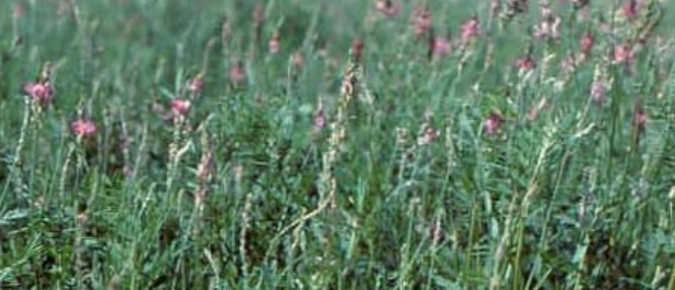 Sainfoin Not Recommended for Wisconsin