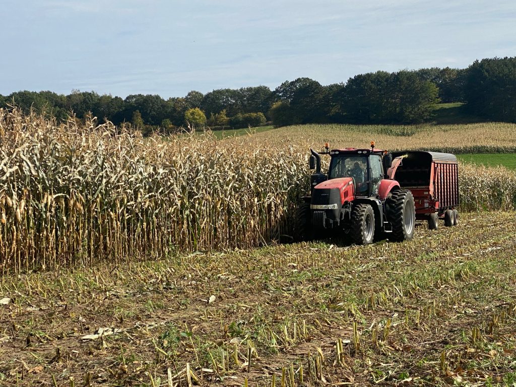 Key Points: Mycotoxins and Silage – How to Feed the Dairy