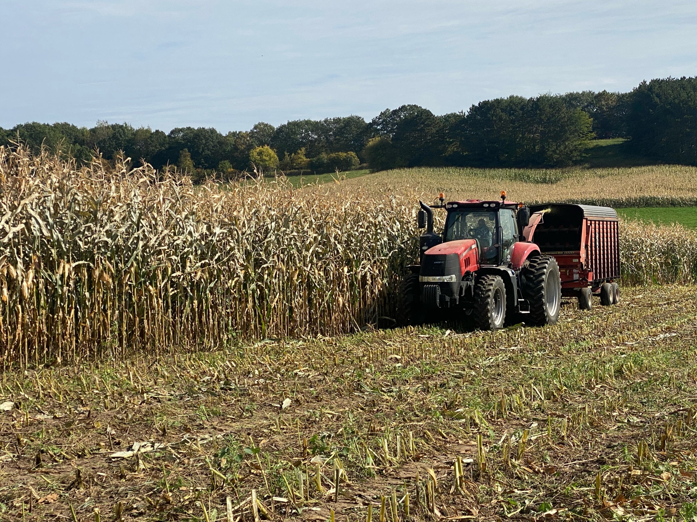 Harvesting corn silage