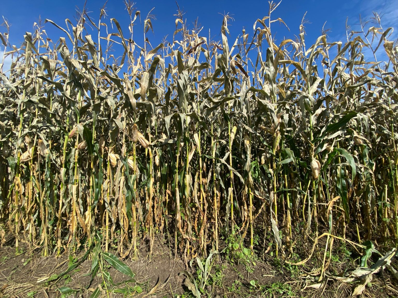 Corn Silage – Crops and Soils