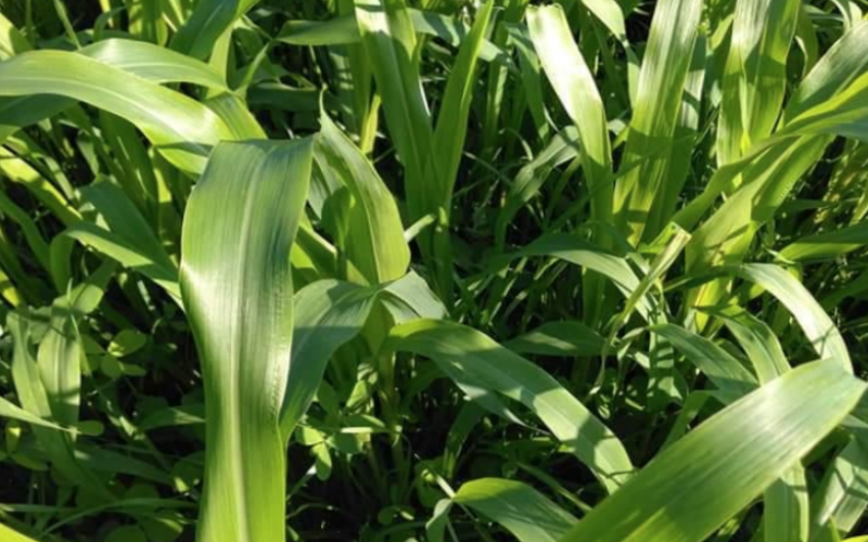 Focus On Alfalfa: Optimizing Alfalfa Production In Wisconsin – Crops ...