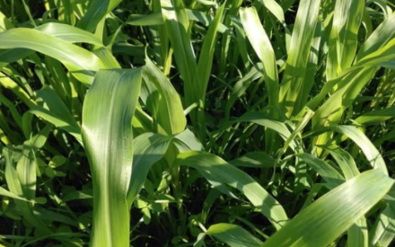 Focus on Forage webinar series offered in February & March 