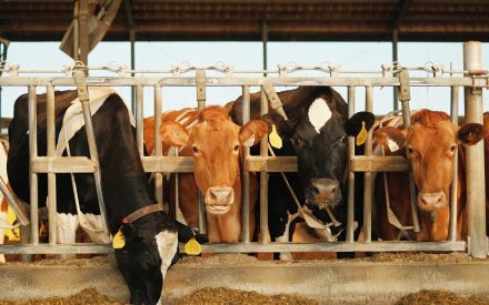 dairy cattle feeding