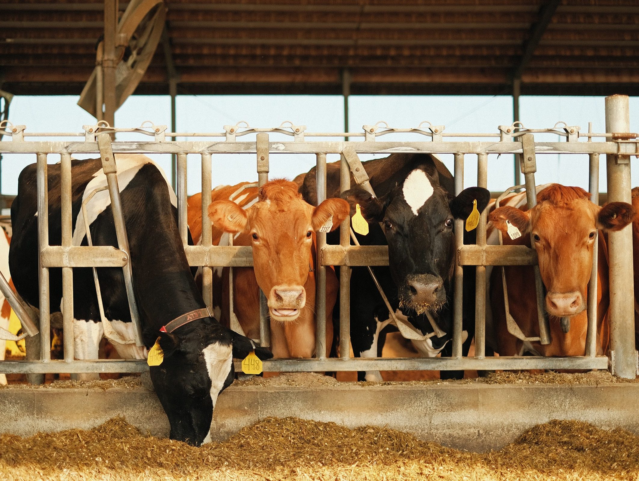 dairy cattle feeding