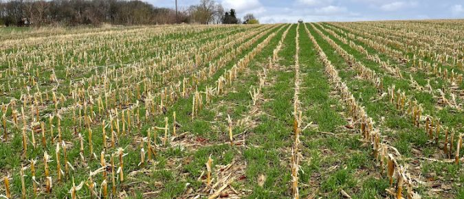 Considerations for cover crop termination and early season weed control