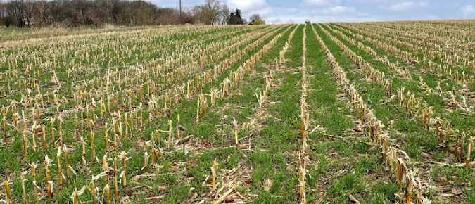 Grazing Corn Stalks