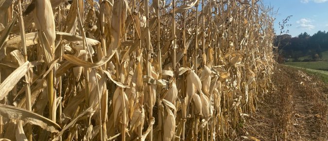 Calculating grain yield utilizing a corn silage forage test