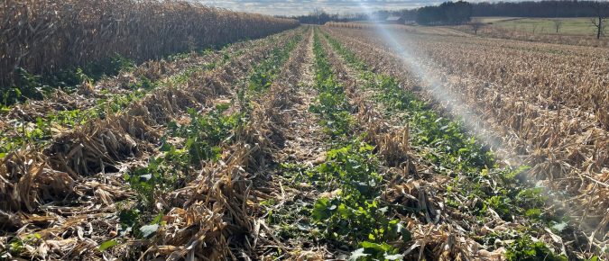 Cover crop considerations and management after corn silage