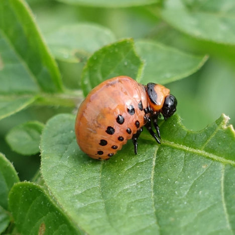 Leggings Canyon Apricot - 4Y – Beetles & Bugs