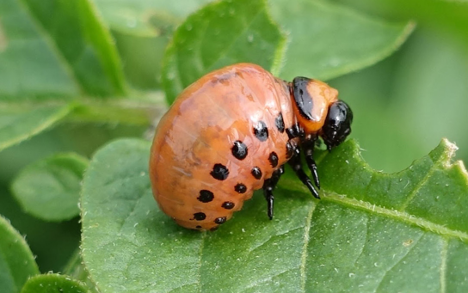 Using VDIFN to Manage Vegetable Pests and Diseases on Your Farm