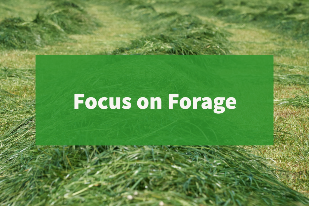 Focus on Forage