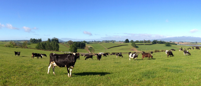 Growing high-quality grass for dairy rations requires attention to detail