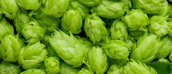 Emerging Crops Lunch and Learn: Hops