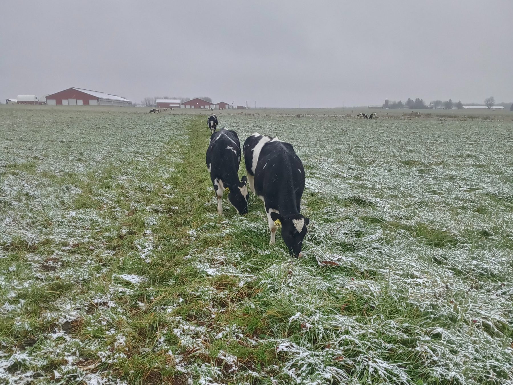dairy heifers stockpile grazing