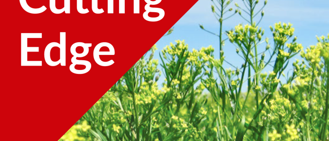 The Cutting Edge Podcast Episode #38: Winter Camelina as an Oilseed Crop