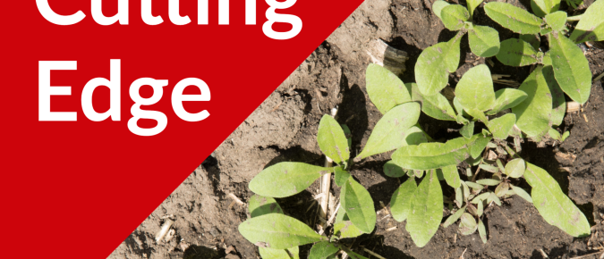 The Cutting Edge Podcast Episode #39: Winter Camelina as a Cover Crop