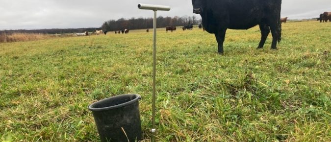 Soil fertility in grazing systems: Manage potassium to manage nitrogen