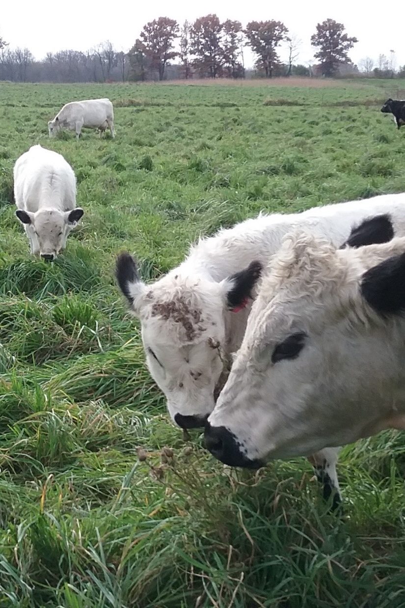 beef animals late season grazing