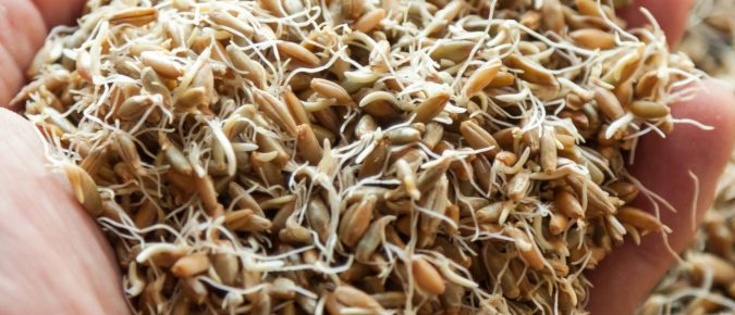 Emerging Crops Lunch and Learn: Malting Barley