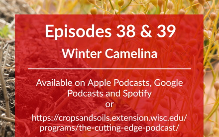 Learn about new and emerging crops with Extension’s Cutting Edge Podcast