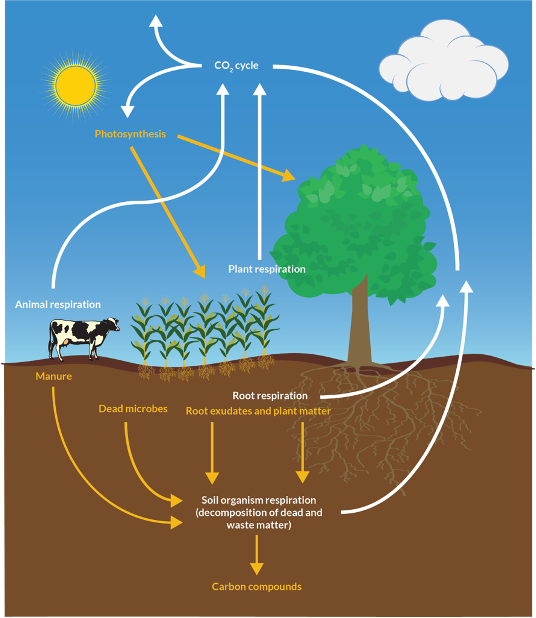 carbon cycle graphic