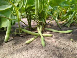 Field Notes Episode 8: Ag, Water, and Processing Vegetables – Crops and ...