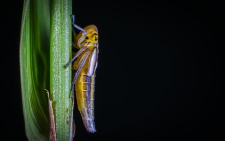 Leaf hopper