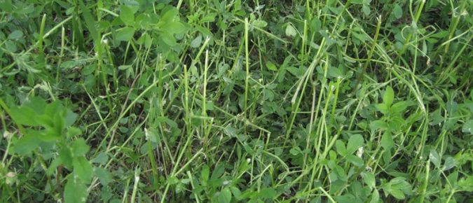 Managing hail-damaged alfalfa and red clover