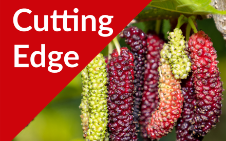 The Cutting Edge Podcast Episode #44: Mulberries Part II, Very Mulberry and Habitera Farms with Anil and Smita