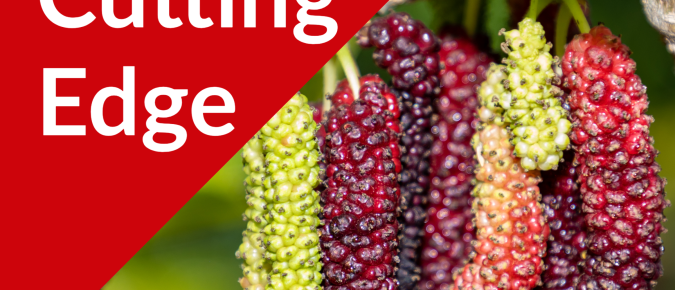 The Cutting Edge Podcast Episode #44: Mulberries Part II, Very Mulberry and Habitera Farms with Anil and Smita
