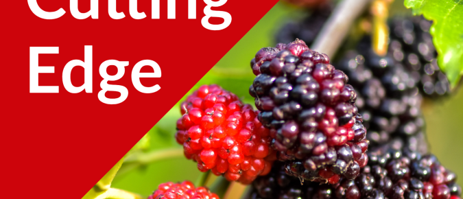 The Cutting Edge Podcast Episode #43: Mulberries Part I, Current Research and Historical Context