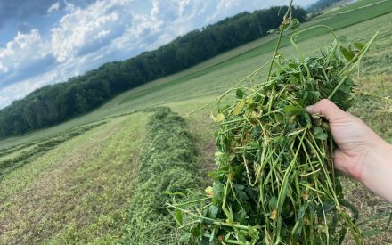 cut alfalfa in field
