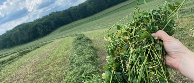 Growing successful late-summer and spring planted forage crops