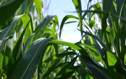corn