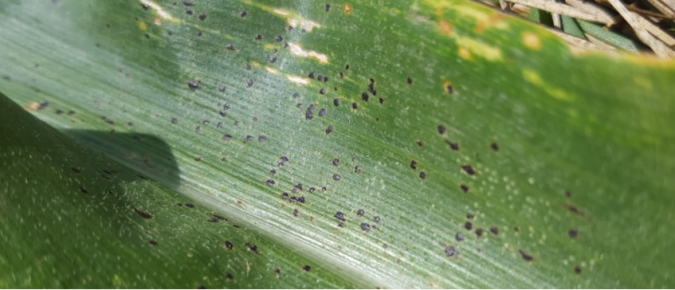 Should I apply fungicide during a drought?