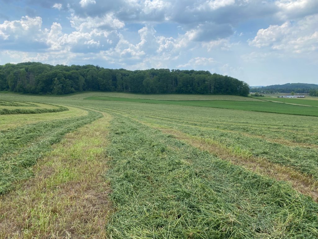 Mowed alfalfa in field