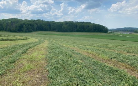Mowed alfalfa in field