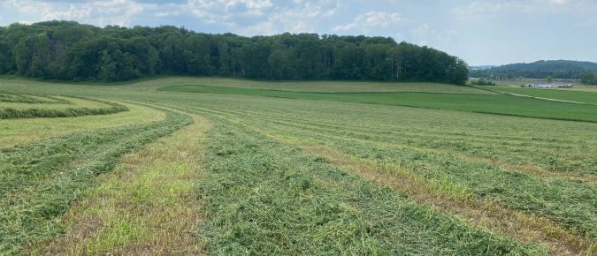 Late summer cutting management of alfalfa