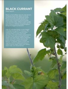 Currants – Crops and Soils